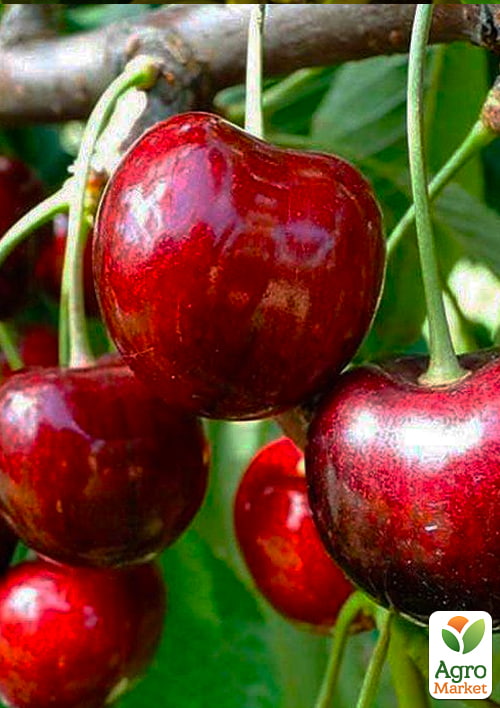 Черешня "Саміт" (літній сорт, середній термін дозрівання)
