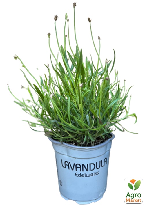 LMTD Лаванда белоснежная 2-х летняя "Edelweiss" (20-30см) - фото 7