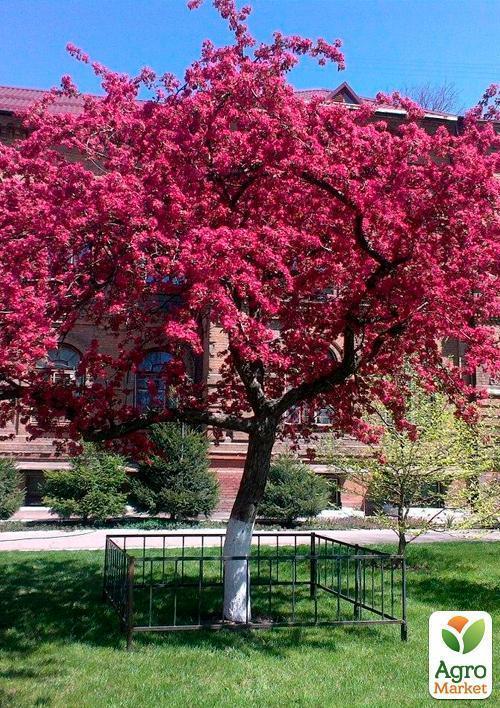 Яблуня "Недзвецького" (райське яблучко) (осінній сорт, середній термін дозрівання) - фото 4