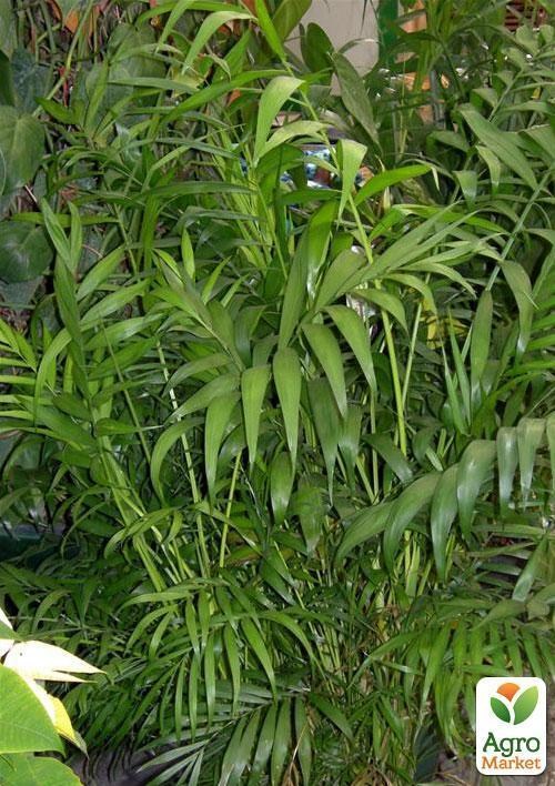Хамедорея витончена "Сама витонченість" (Chamaedorea elegans) дм 9 см вис. 30 см