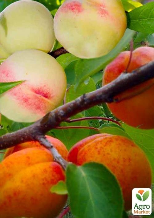 Эксклюзив! Дерево-сад "Абрикос Джумбо Кот+Персик белый Лебедева" NEW