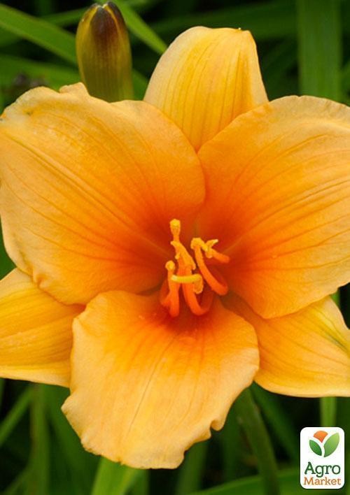 Лілійник "Toyland" 1шт в упаковці