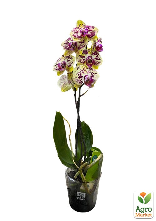 Орхідея (фаленопсис) "Leo Gold" - фото 2