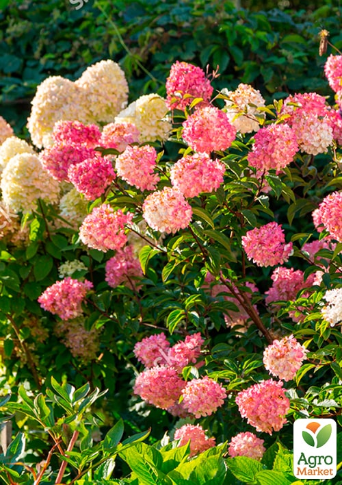 Гортензія волотиста "Фрайз мелба" - фото 6