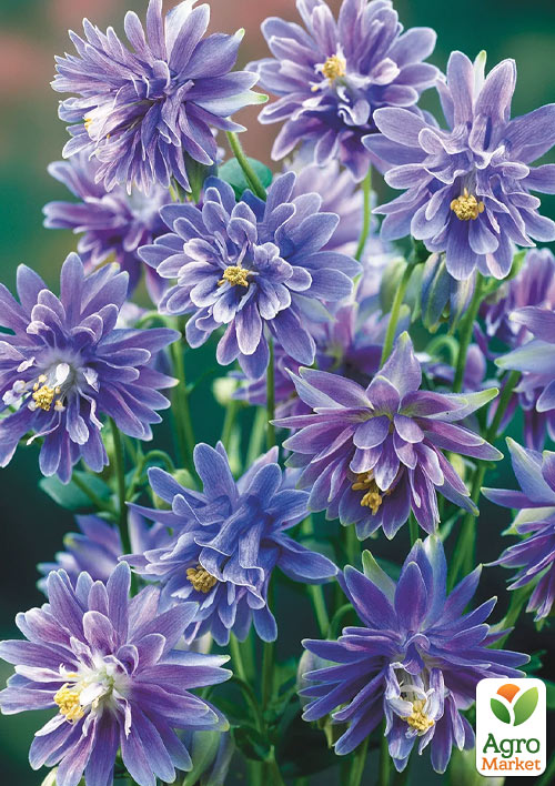 Аквилегия махровая "Blue Barlow" 