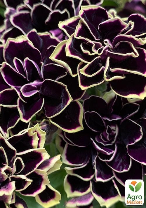 Петунія Grandiflora "Mystical Midnight Gold" (контейнер №10, висота 10-15см) - фото 2