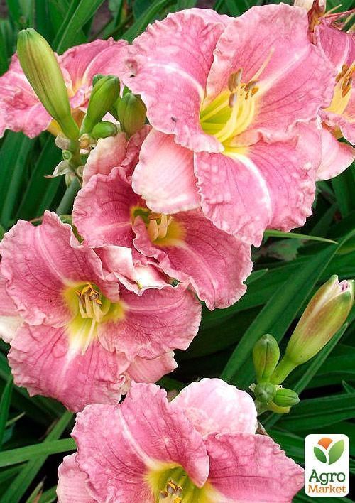 Лилейник "Romantic Rose" 1шт в упаковке - фото 2