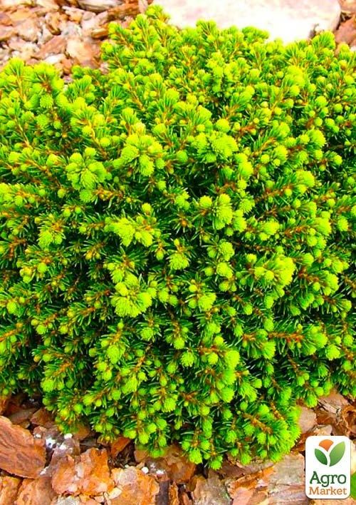 Ель европейская "Little Gem" С2, высота 15-20см