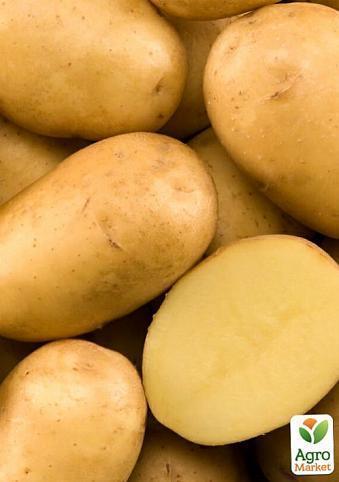 Насіннєвий середньостиглий картопля "Каррера" (на варіння, 1 репродукція) 3 кг