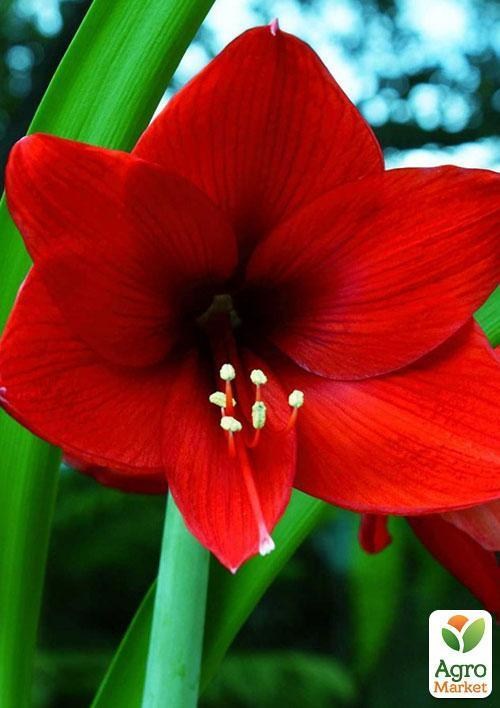 Амариллис "Красный красавец" ТМ"Vesna Exclusive" 10шт