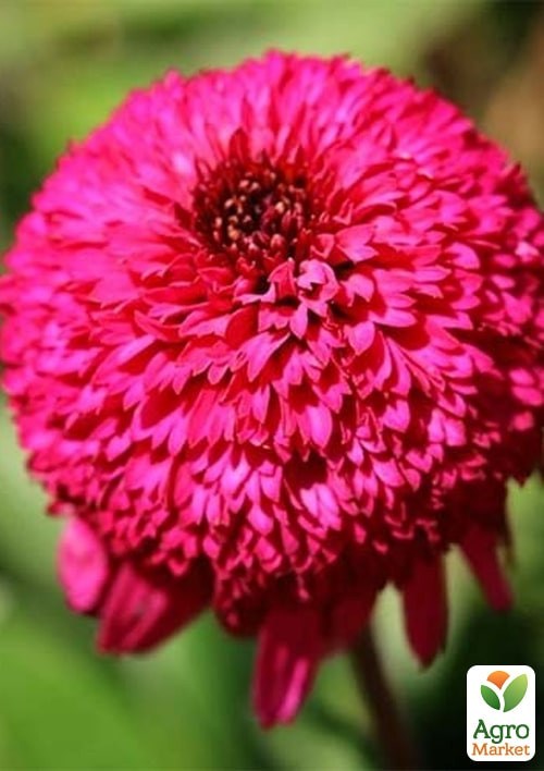 Эхинацея "Paso Doble Fuchsia" - фото 2