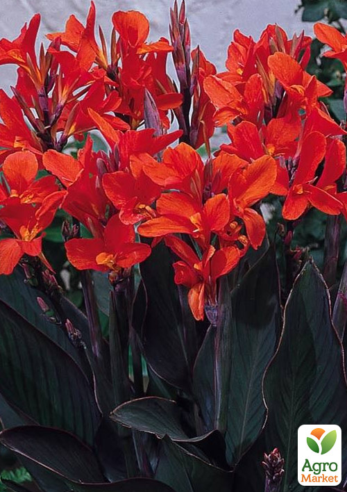 Канна Темнолистная "Red King Humbert" 