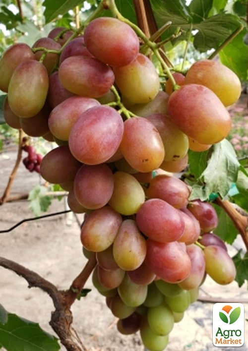 Виноград "Андрей 53" (мясисто-сочная крупная ягода) - фото 2