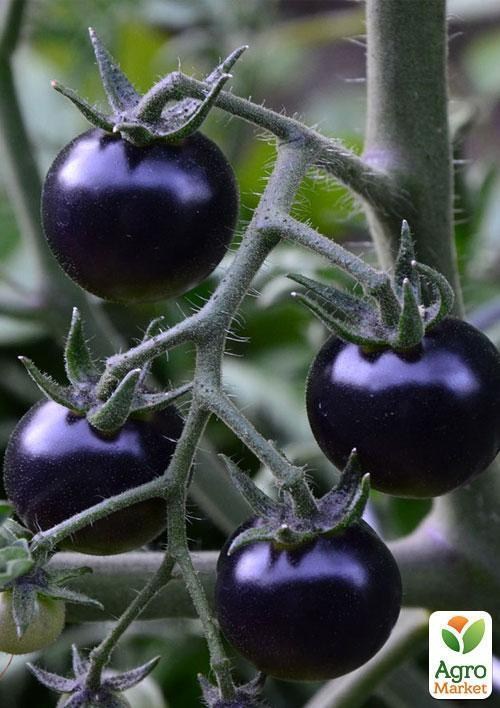 Томат-чері чорно-червоний "Смурфс" ТМ "Vesna Exclusive" 5шт - фото 5
