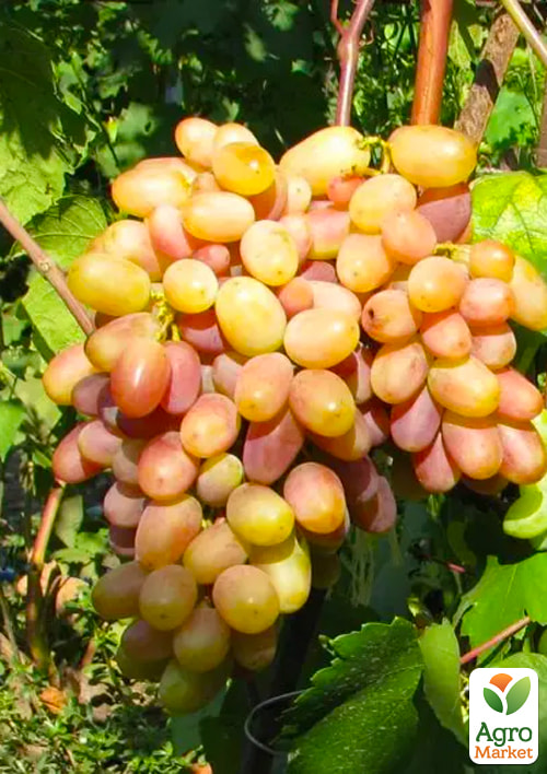 Виноград столовый "Виктор" (укорененный саженец в контейнере) - фото 2