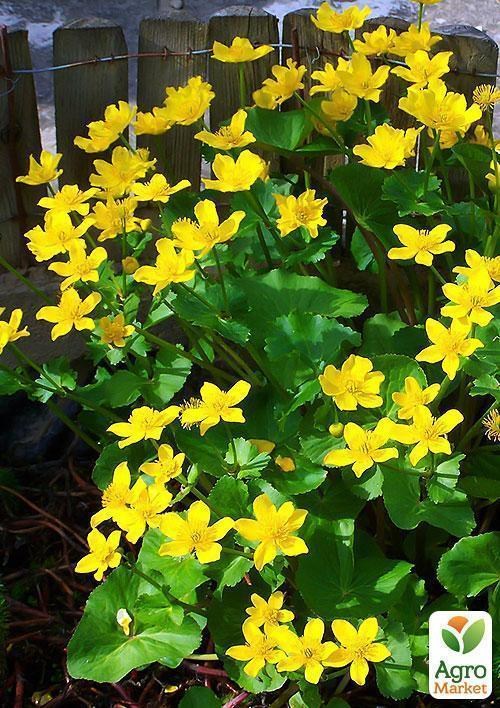 калюжниця болотна - фото 2