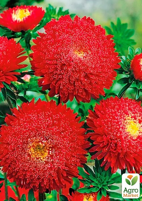Айстра "Букет Кримсон" ТМ "Весна" 0.2г - фото 2