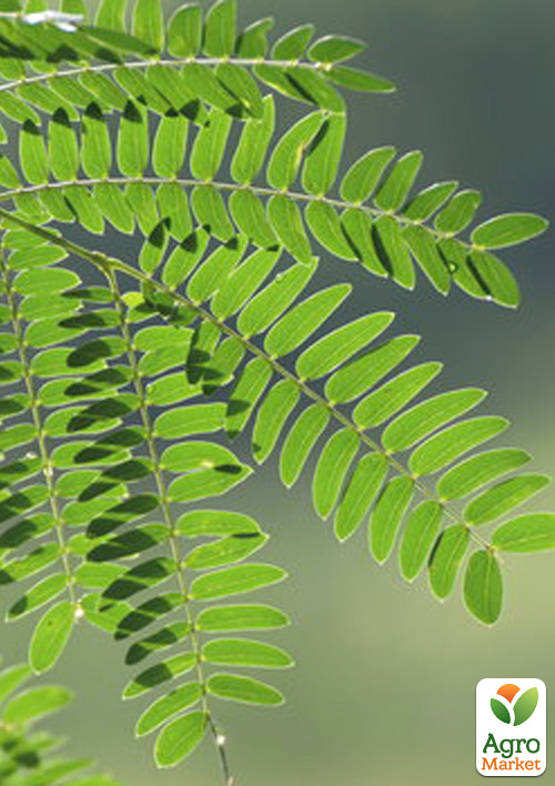 Акация мультиштамбовая ком/сетка, высота 150см - фото 2