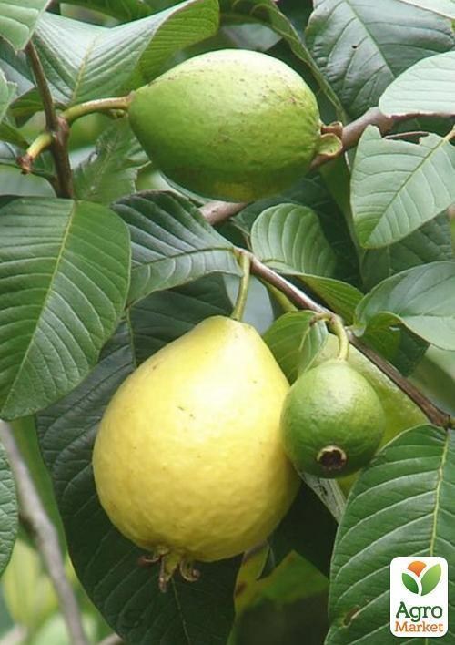 Гуава (саджанець 25-30 см) - фото 2