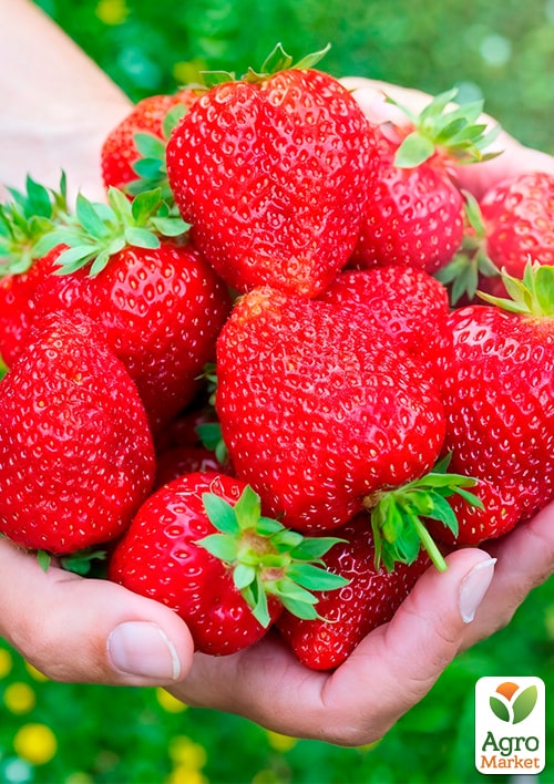 Клубника садовая ремонтантная "Harmony" укорененная в контейнере