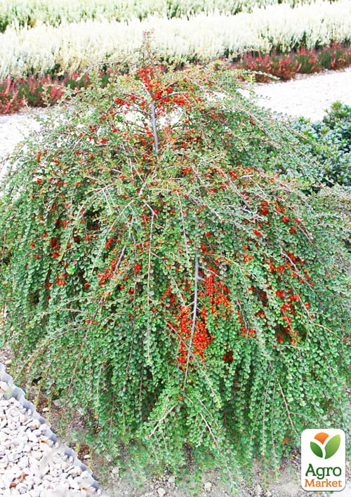 Кизильник горизонтальный крохотный "Perpusillus", С2 - фото 4