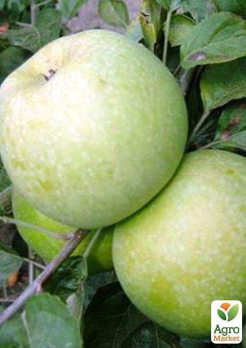 Яблуня "Ренет Кубанський" (зимовий сорт, пізній термін дозрівання) - фото 4