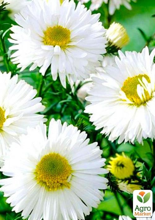 Айстра ново-бельгійська "White Ladies" (контейнер № 10)