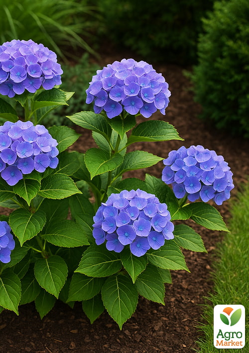 Гортензия крупнолистная "Bodensee" вазон Р9 - фото 5