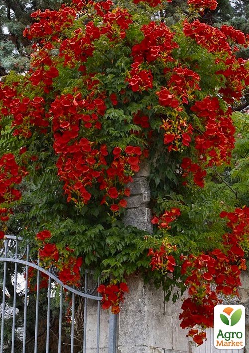 Кампсис красный "Flamenko"