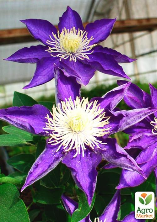 Клематис 3-х летний "Hakuookan" С2 - фото 5