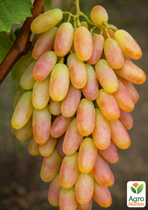 Виноград "Кетмон Сапі" (ранньо-середній термін дозрівання, великий, двостатевий) - фото 5