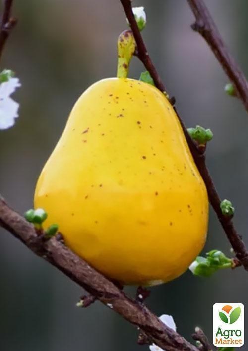 Эксклюзив! Груша желто-золотистая "Сладкий аромат" (Sweet aroma) (французская селекция, премиальный высокоурожайный сорт) - фото 3