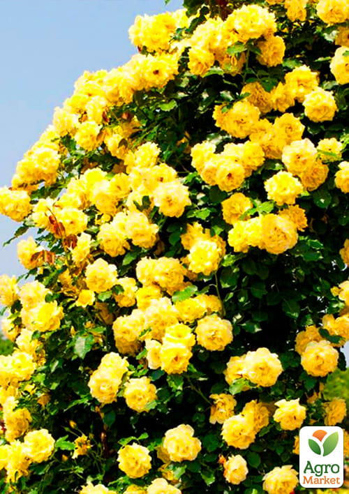 Роза плетистая "Казино" (саженец класса АА+) высший сорт - фото 4