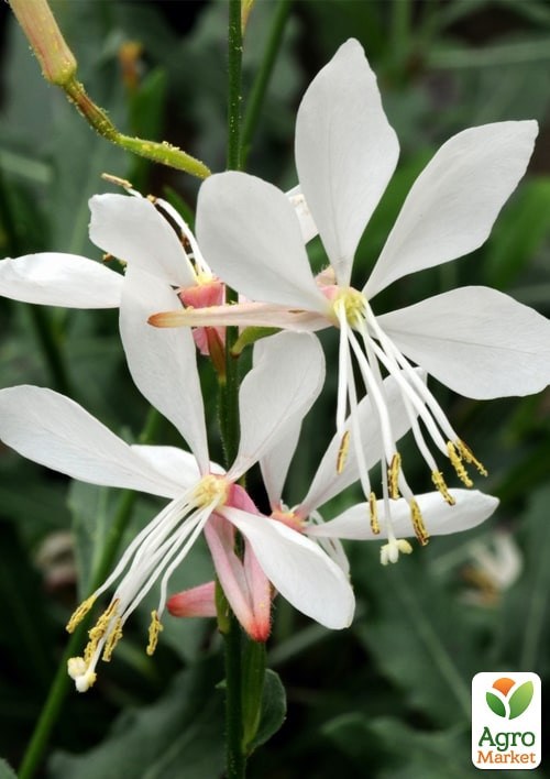 Гаура Gambit "Compact White" (ефектний багаторічник) - фото 2