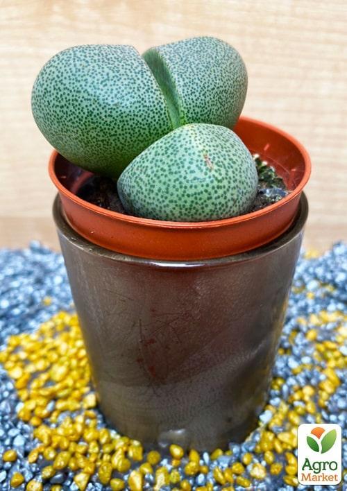 Литопсы "Живые Камни" (Levend Steenje) - фото 7