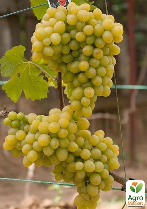Виноград вегетирующий "Мускат Диевский" 