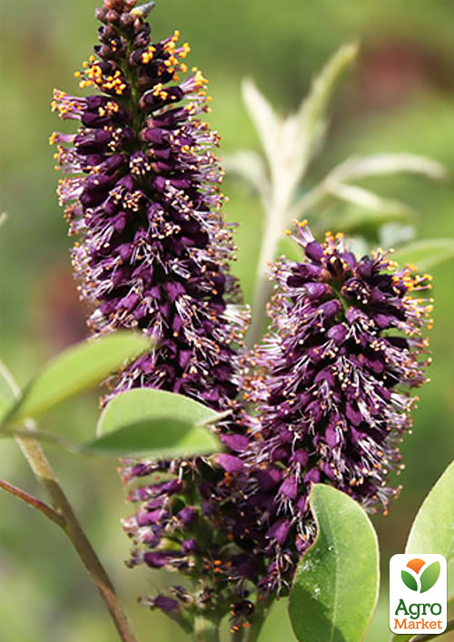 Аморфа кустарниковая (прекрасный медонос и пыльценос), Р9 - фото 2