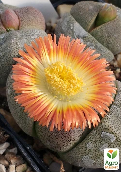 Литопсы "Живые Камни" (Levend Steenje) - фото 5