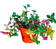 Традесканція