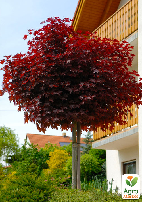 Клен краснолистный на штамбе (возраст от 2-х лет, высота 120-180см)