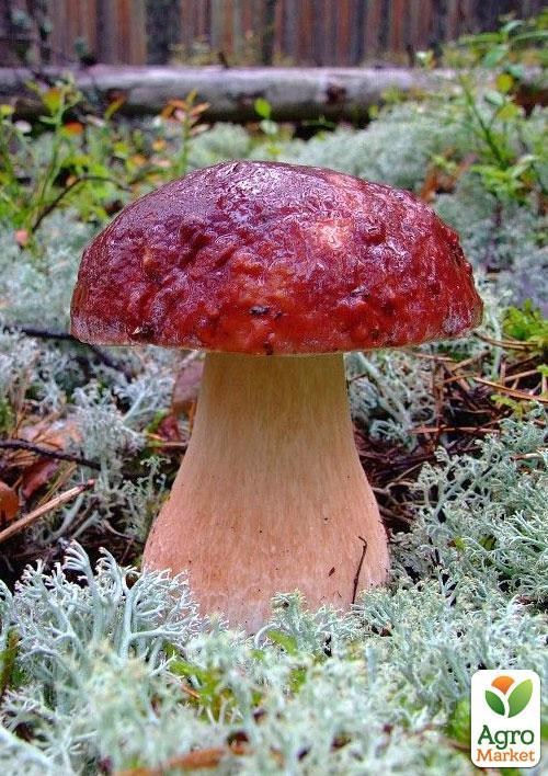 Сухой зерновой мицелий "Белый гриб сосновый" 100г