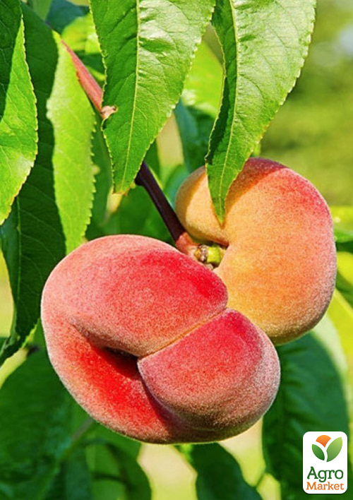 Инжирный персик "Плейн Сильвер" (инжирный, средне-поздний срок созревания)