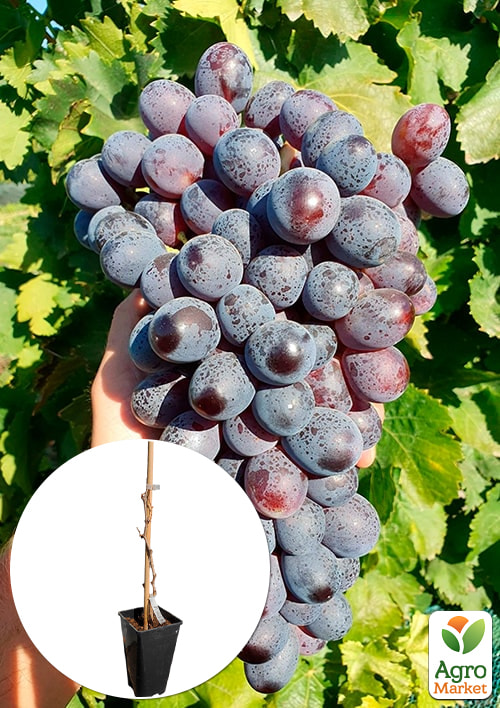 Виноград кишмиш "Пандора" (укорененный саженец в контейнере)