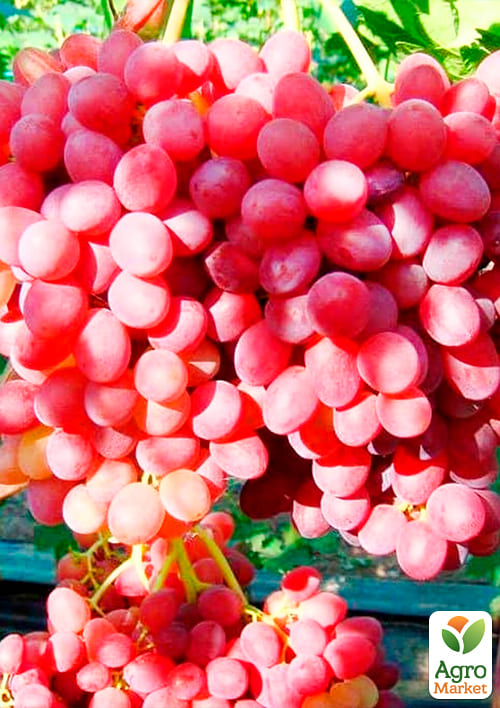 Виноград "Червоний палець" (кишмиш, ранньо-середній термін дозрівання) - фото 2