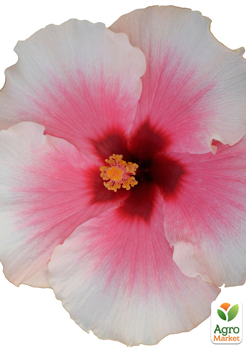 Гибискус комнатный "Grace 3"  - фото 6