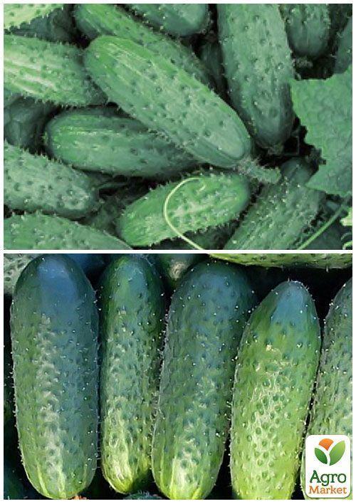 На развес Огурец "Полан F1" ТМ "Весна" цена за 2г - фото 3
