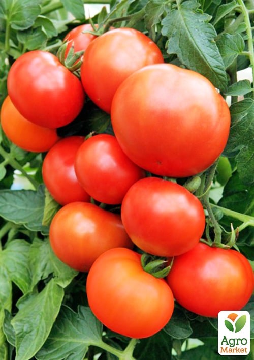 На развес Томат "Финиш" ТМ "Весна" цена за 1г - фото 2