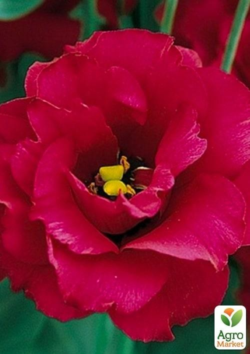 Эустома махровая "Arena Red" укорененная в контейнере Р9 - фото 3