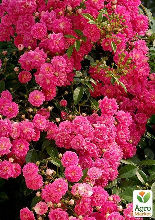 ArtGreenFest! Роза английская "Dorothy Perkins"