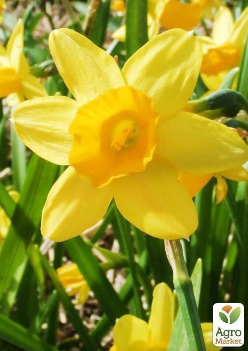 Нарцис "Tete a Tete" 3шт в упаковці